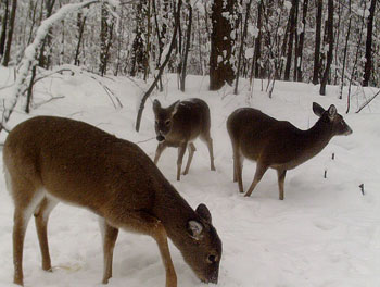 Trail cameras can help locate doe groups later in the season.